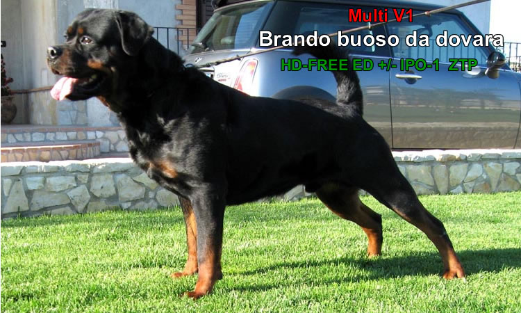 Brando buoso da dovara